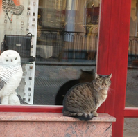 הקשר הראשוני בתקשורת - איך נוצר