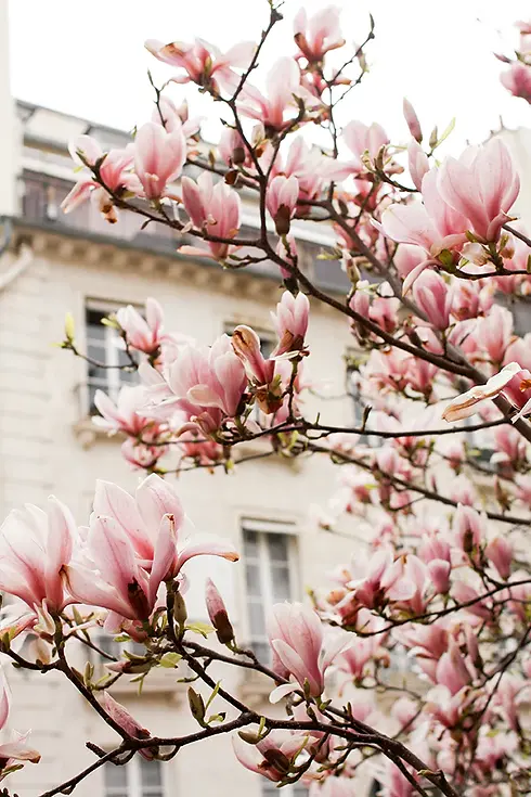 magnolia.webp