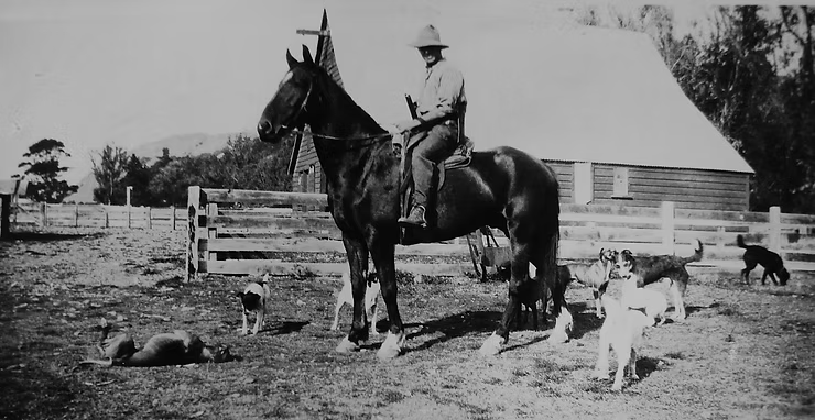 Local rabbiter Jack Lambert astride his horse in a paddock surrounded by his dogs.
