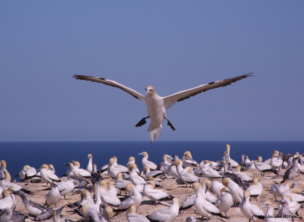 Gannet landing at the Plateau colony