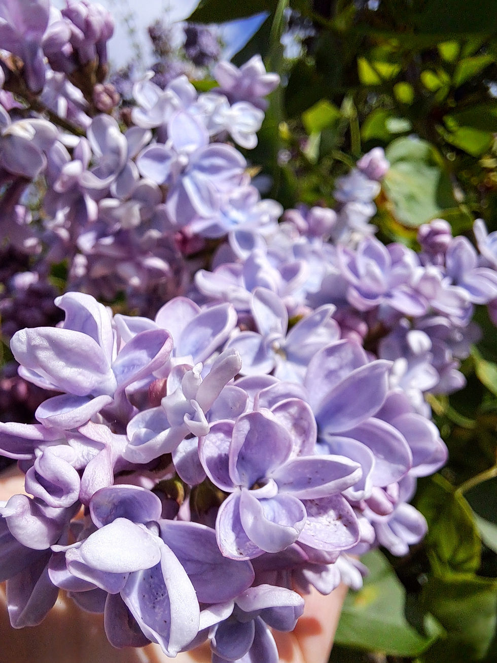 Fleur Lila