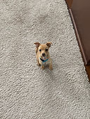 Teddy