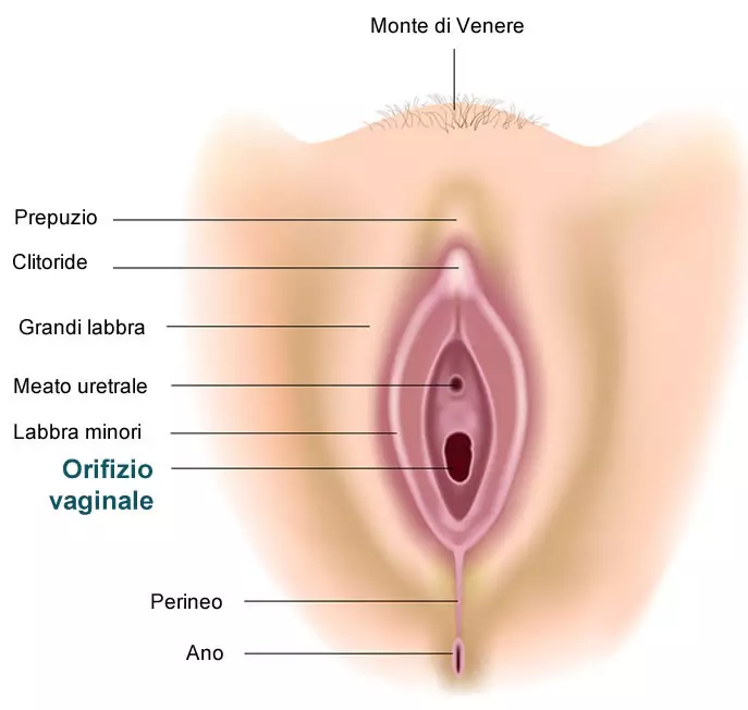 come è fatta la vagina