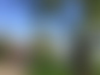 Help bijen in de Betuwe