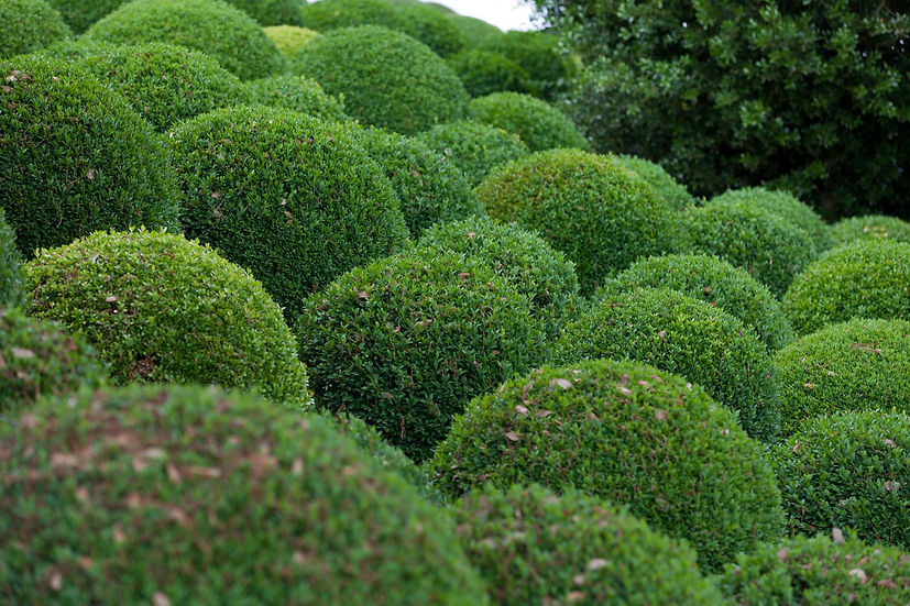 tuinonderhoud - snoeien van buxus