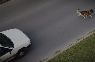 Schade door dieren