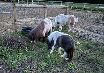 Kleinpaardje, Yumyum en Bambam