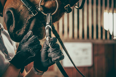 Ruiter die het hoofdstel van zijn paard afstelt