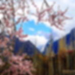 Hunza Blossoms