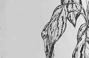 A5 ink line drawing plant