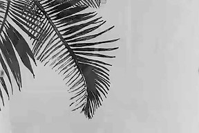 A5 ink line drawing palm silhouette