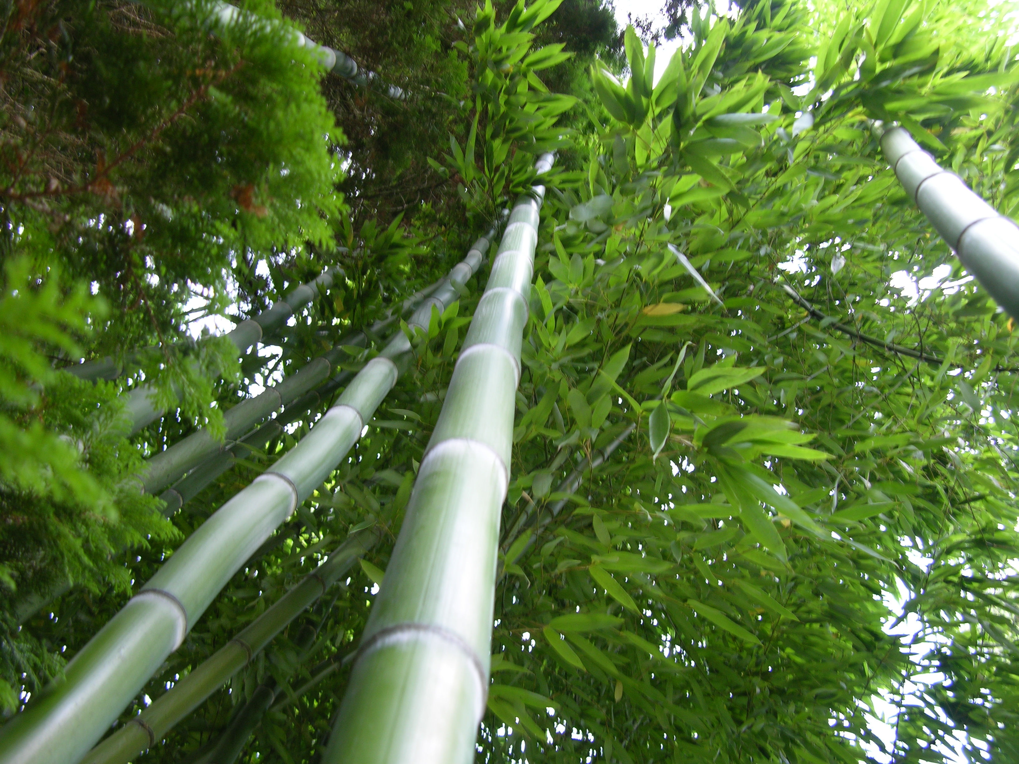 Phyllostachys nuda 'Localis'