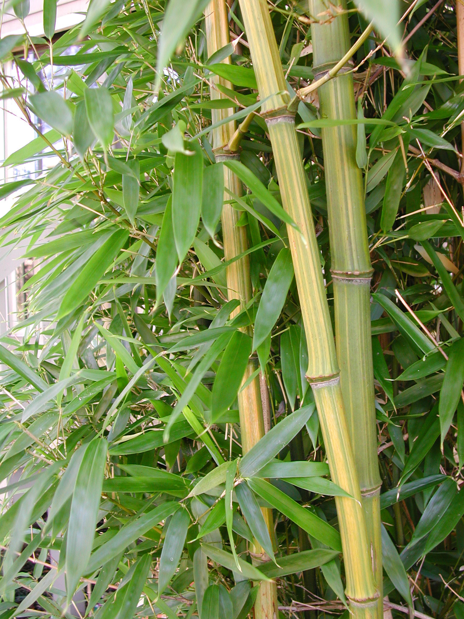Phyllostachy aureosulcata 'Harbin'