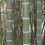 Thumbnail: Phyllostachys edulis