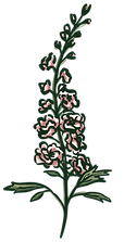 Delphinium Illustration Transparent.png