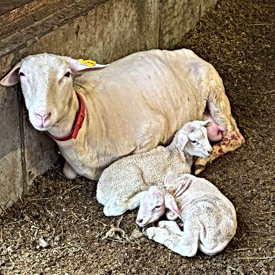 Three Charm Farm, LLC