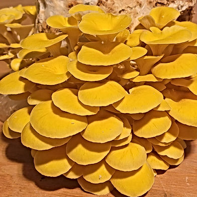 Fun-Gi Mushrooms