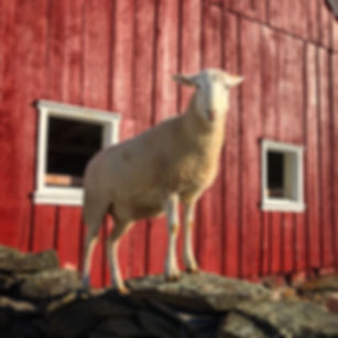 Premium Farmer Grant