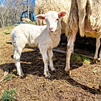 Trillium Family Farms, LLC