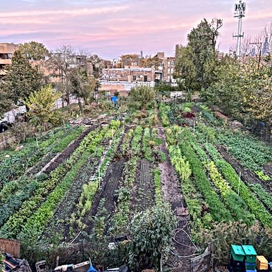 Chicago Patchwork Farms