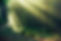 An Image of Trees representing the New Forest