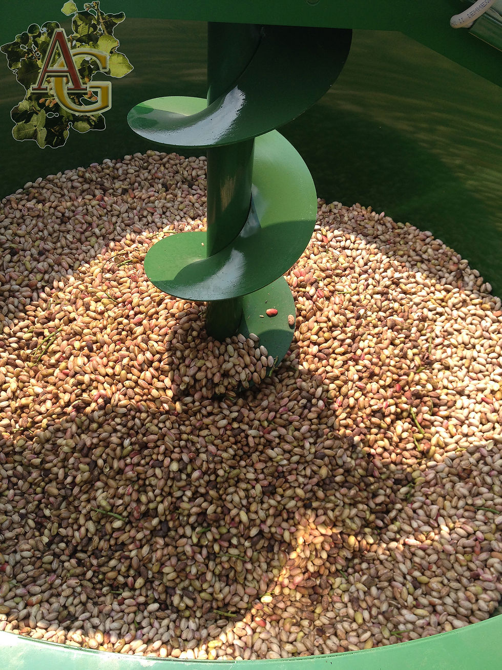 Thumbnail: PISTACCHIO IN GUSCIO  