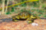 Telmatobius jelskii