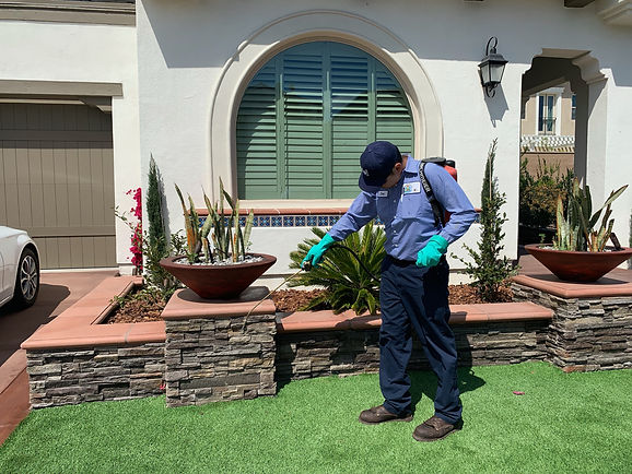 pest-control-service-technician-providing-pet-friendly-solutions-against-common-pests-such-as-spiders-ants-and-other-general-bugs