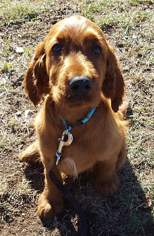 green boy 13 wks Teagun.jpg