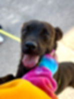 Westside Rescue Runners 5/3/26, 8am @ 5625 Confetti Dr.