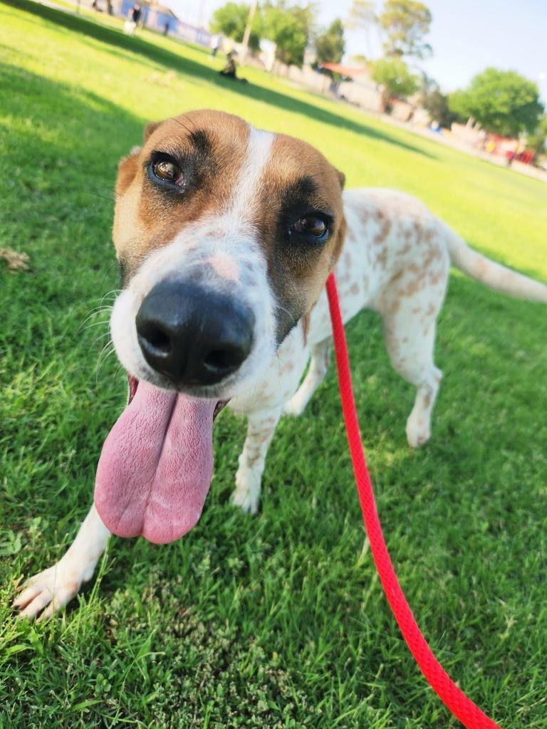 Mission Valley Rescue Runners, 8/31/25 @ 8:30am