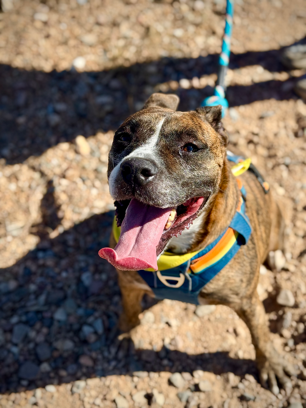 Mission Valley Rescue Runners, 2/22/26 @ 9am