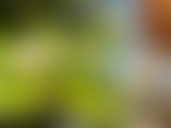 Orange blossom and tapas, Seville