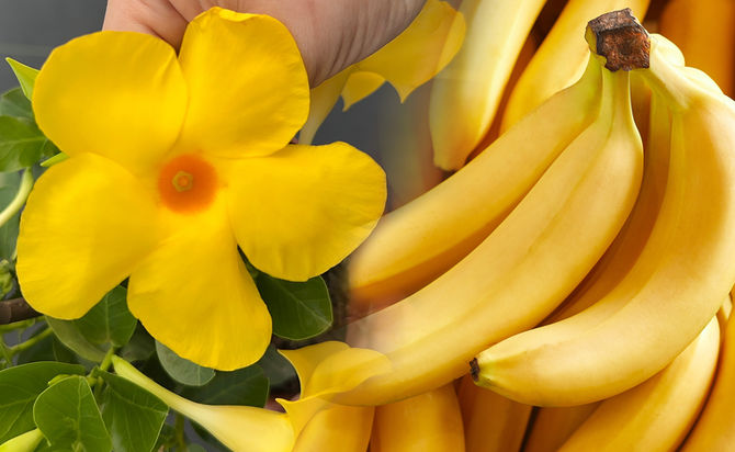Casca de banana: um reforço natural para as plantas!