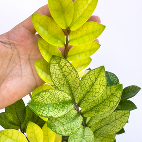 Zamioculca Camaleon: a planta que muda de cor e transforma qualquer ambiente!