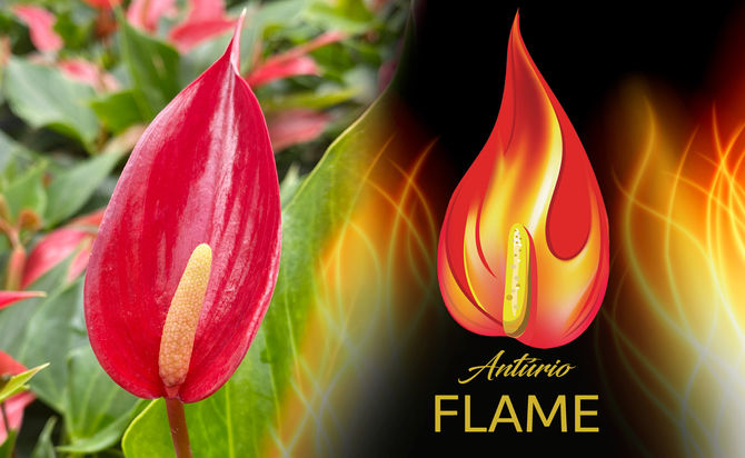 Antúrio Flame: intensidade, movimento e um novo olhar sobre os Antúrios!