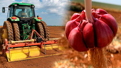 A importância do Agro: o impacto que começa no campo e chega à sua mesa!