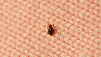 bedbug_on_pink_wool_183382435.webp