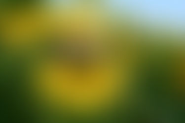 Field Notes from the Grey: Awareness, Adaptability, and the Courage to Move with Intention