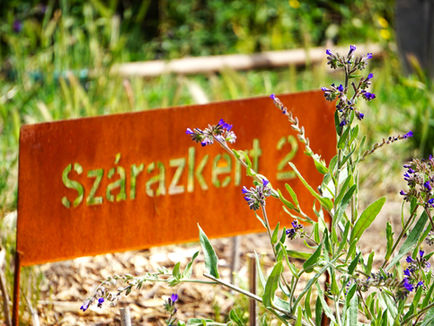Szárazkert a Színeskert bejáratánál, középen orvosi atracél díszeleg.