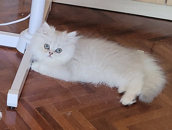 maschio chincillà.jpg