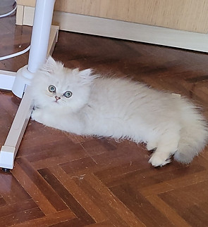 maschio chincillà.jpg