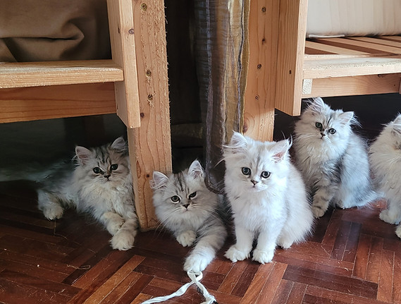 cuccioli di unica.jpg