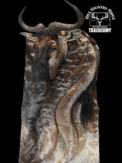 Wildesbeest Wall Art