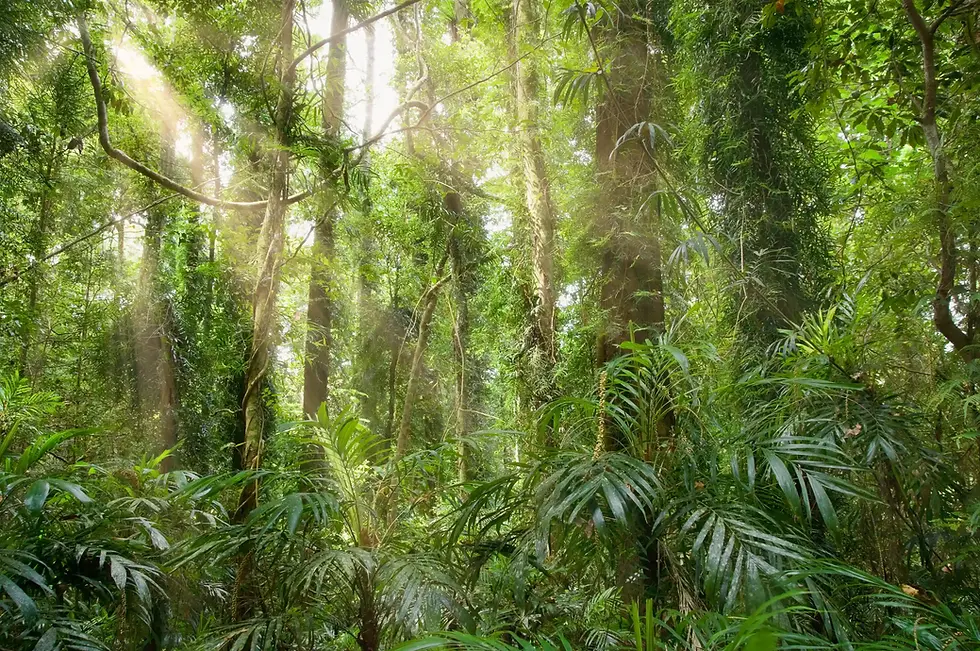 Amazonas Regenwald