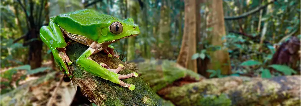 Kambo Frosch auf Ast