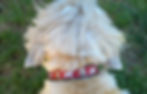 Thumbnail: Cairn Terrier Motif Collar