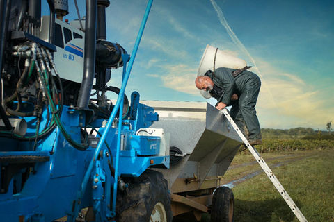 Harvest in the Saint Vincent vineyards - Michel Delhommeau