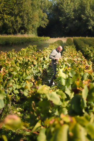 Harvest in the Saint Vincent vineyards - Michel Delhommeau