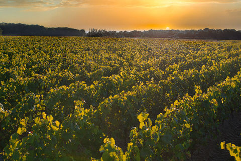 Harvest in the Saint Vincent vineyards - Michel Delhommeau